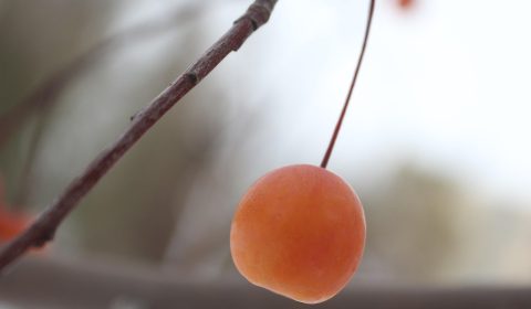 红果短剧电脑版与手机端界面对比示意图，左侧展示PC宽屏横版播放界面，右侧展示手机竖屏界面，画质与操作差异一目了然